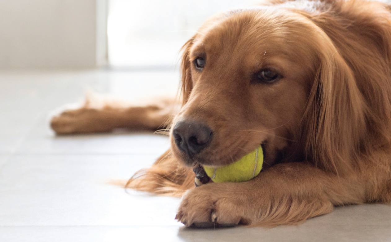 Golden Retriever chewing on tennis ball on white tile